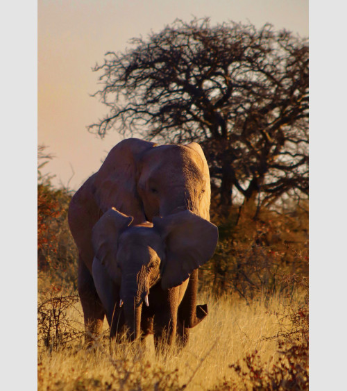 PicGouz - Elephant Namibie