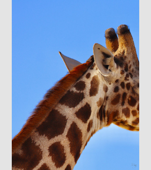 PicGouz - Girafe Namibie