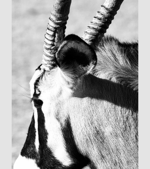 PicGouz - Antilope Namibie