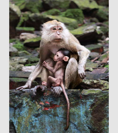 PicGouz - Monkey Love Malaisie
