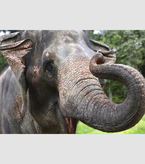 PicGouz - Elephant Malaisie