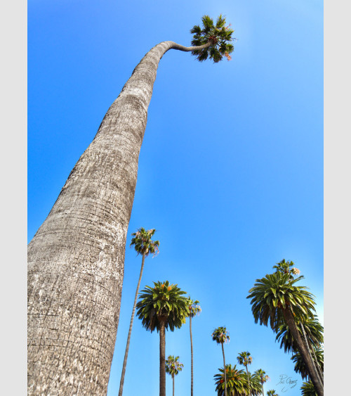 PicGouz - Giant Palm Tree...