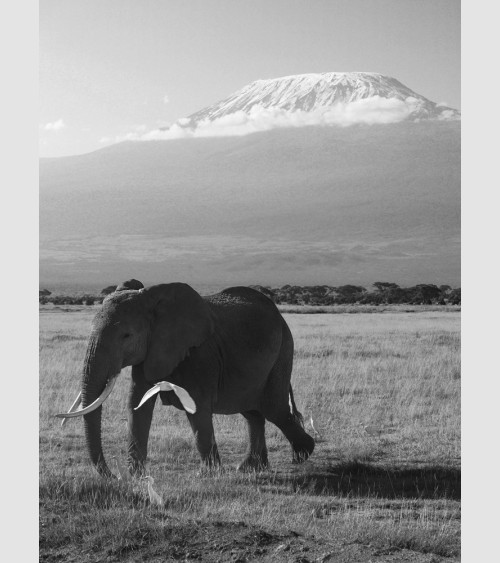 PicGouz - King Elephant Kenya
