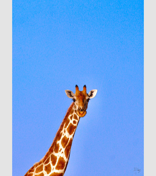 Tableau Girafe Kenya FFrame, Boutique en ligne