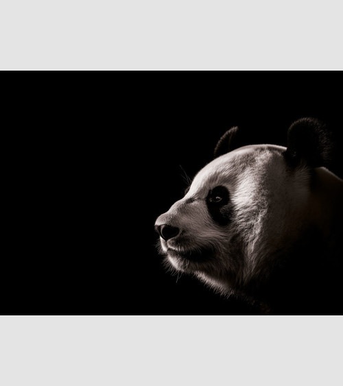 Honed - Portrait Panda