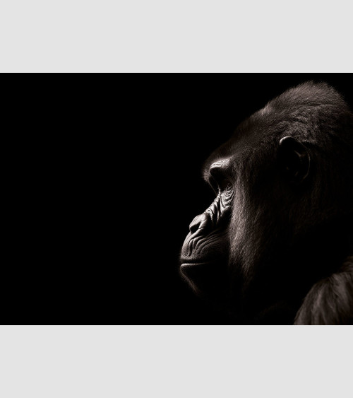 Honed - Portrait Gorille