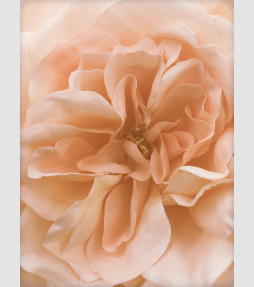 FFRAME - Peach Flower
