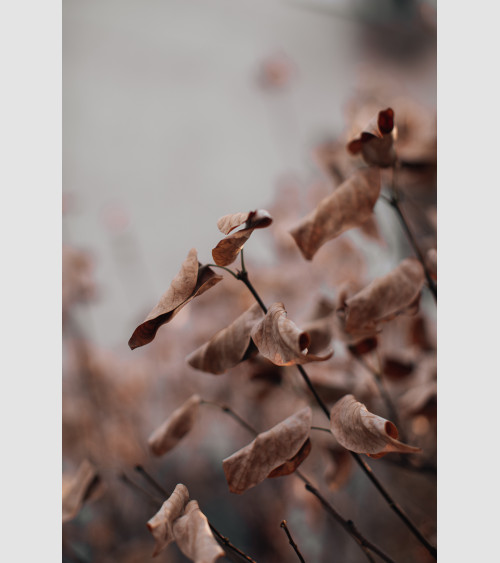 FFRAME - Autumn Leaf