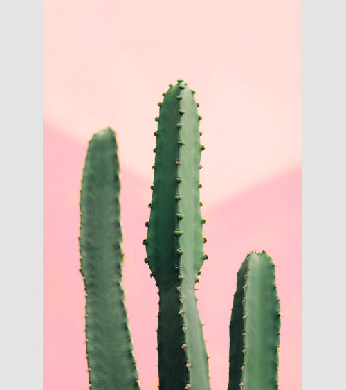 FFRAME - Cactus