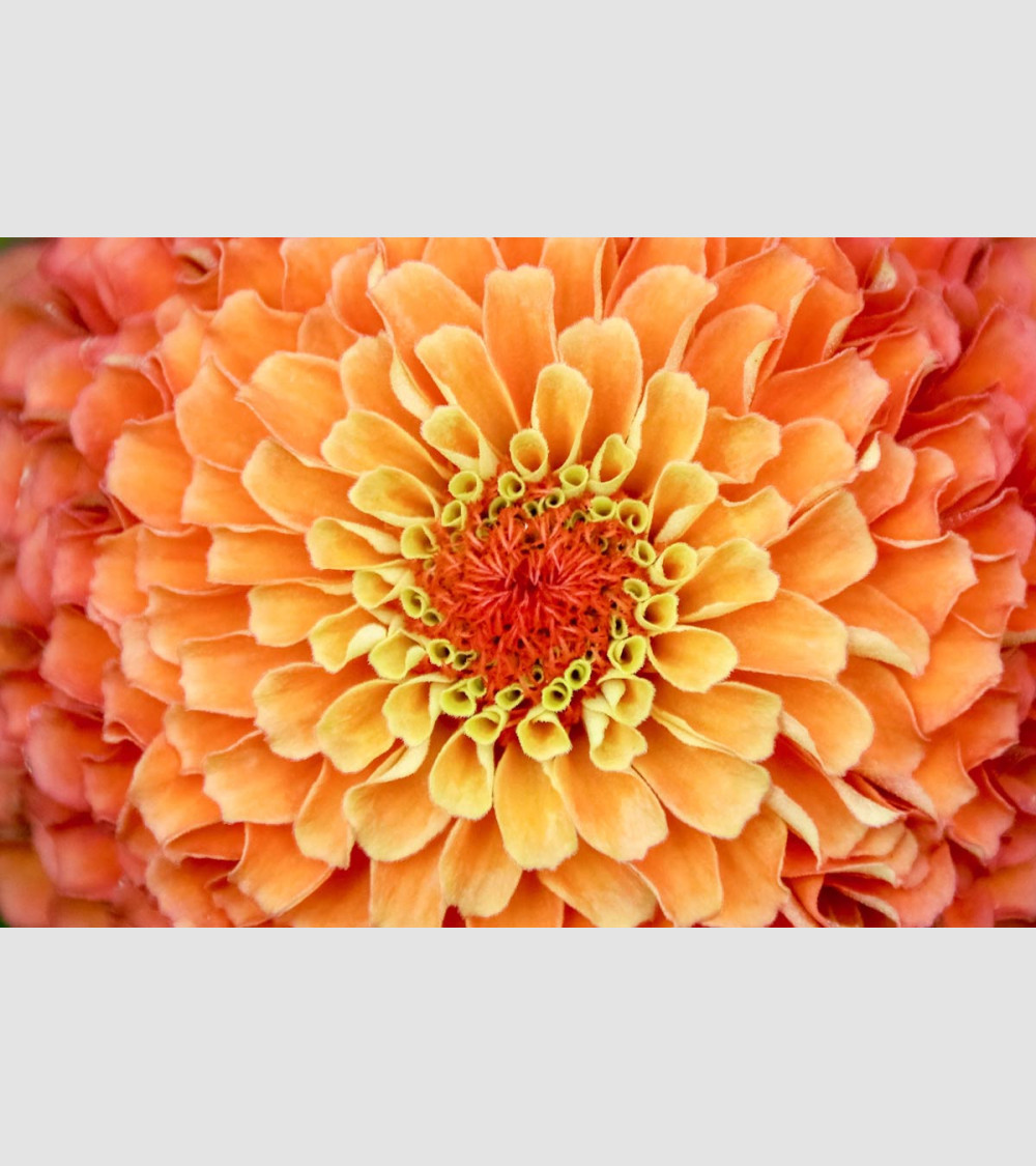 Orange Flower - FFrame |Magasin en ligne|