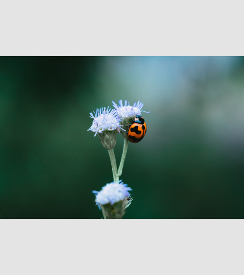 FFRAME - Ladybug Flower