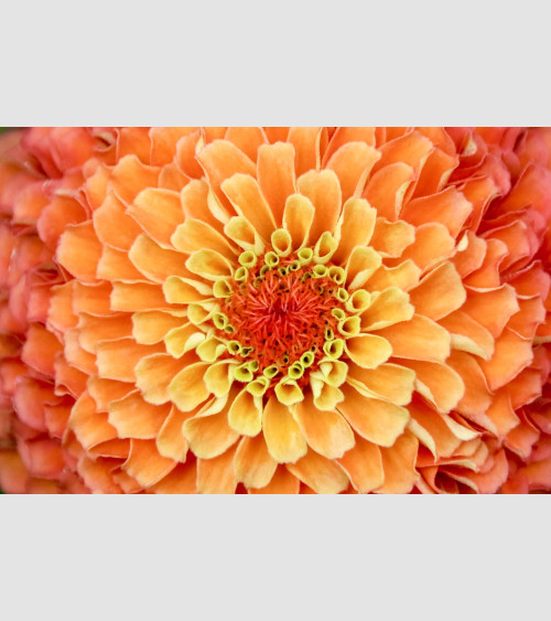 FFRAME - Orange Flower